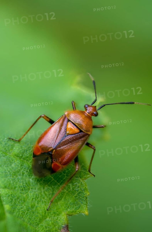 Deraeocoris ruber, triangular soft bug, common nimrod, heteroptera, red-spotted plant bug, red neck ring softbug, red softbug, high size, portrait format, insects, bugs