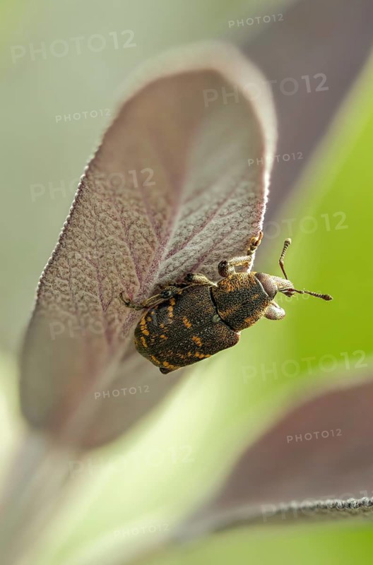 Curculionidae, spruce weevil, large brown weevil, Hylobius abietis, large pine weevil, weevil, beetle, Coleoptera, high size, portrait format, insects, beetles, pine weevil