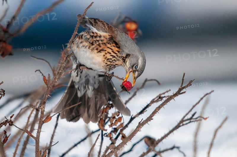 Fieldfares, Turdus pilaris, juniper thrush, birds, thrush, passeri, songbirds, thrush, birds