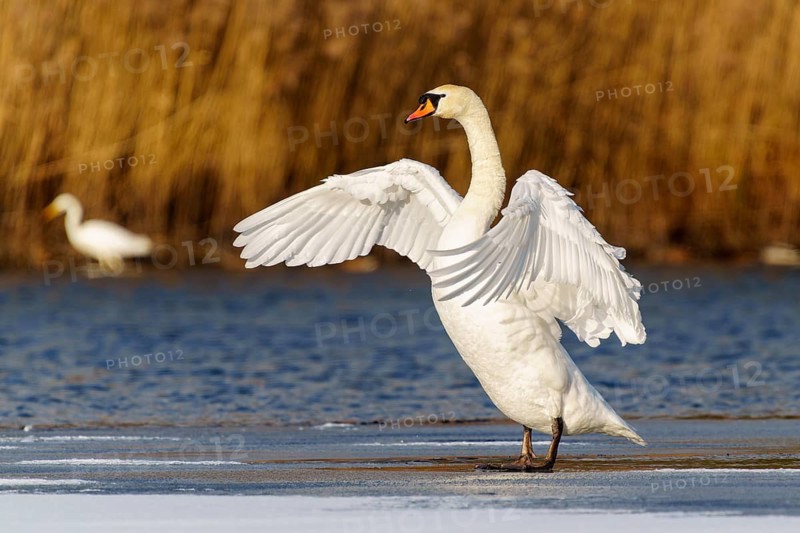 Mute swan (Cygnus olor), wildlife, Germany. A swan with outstretched wings stands at the water's edge, another is in the background
