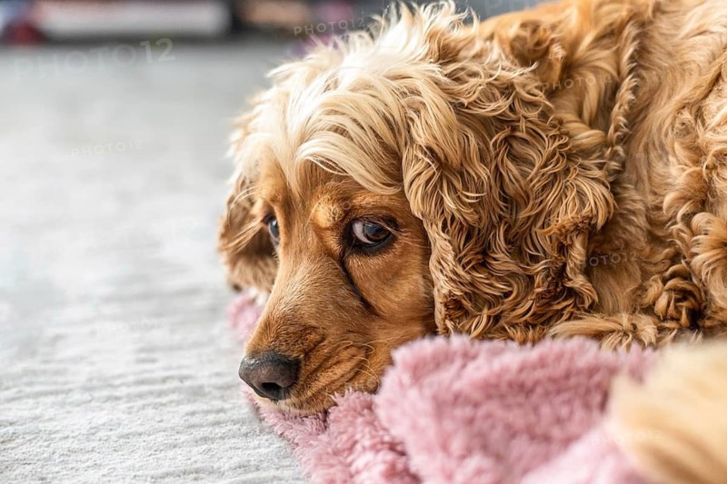 Detailed close up portrait of a purebred cocker spaniel showing tear staining and epiphora. Visible dark tear tracks under the eyes . Veterinary ophthalmology and canine eye health concept