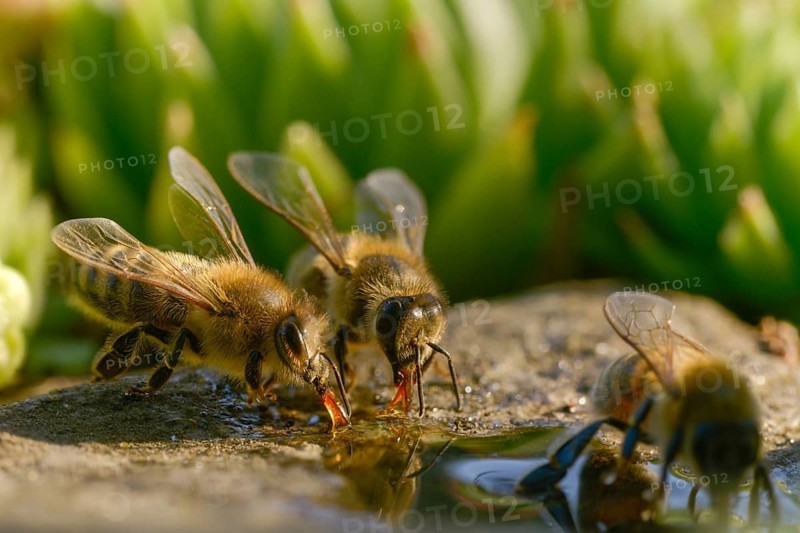 Apidae, apis mellifera, bees, European honey bee, European honeybee, hymenoptera, western honey bee, honey bee, honey bee, honey bee, insects, drink, water, watering place