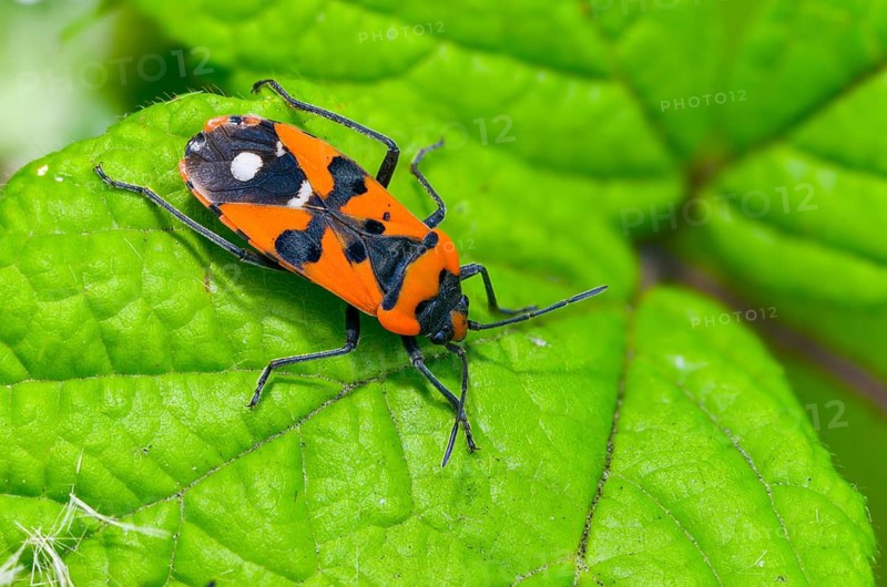 Lygaeus equestris, knight bug, black and red bug, ground bugs, insects, bugs