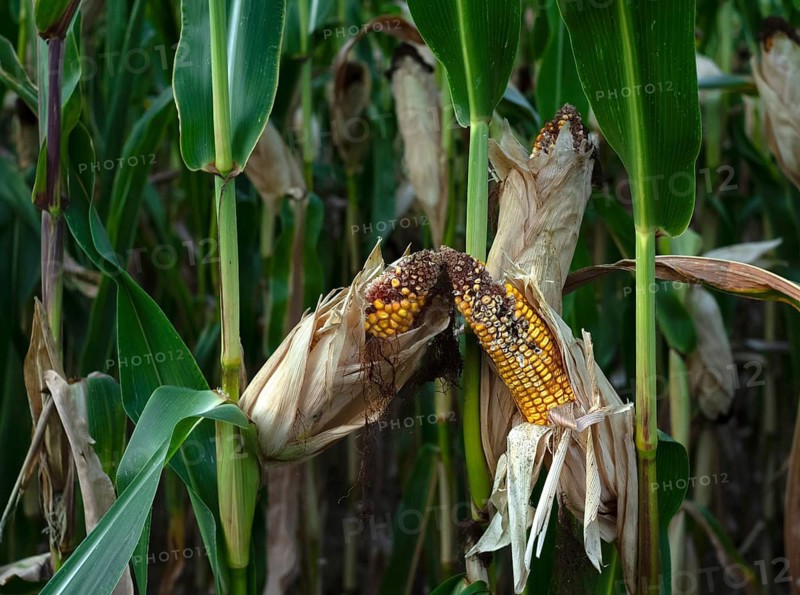Burnt corn on the corn cob, corn field, dried up after heat wave, sun, heat, failed harvest agriculture, agriculture, Fellbach, Baden-Württemberg, Germany