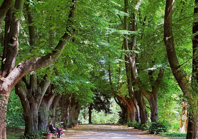 A avenue of lime trees (Tilia) in summer, Rombergpark Botanical Garden, Dortmund, Ruhr region, North Rhine-Westphalia, Germany