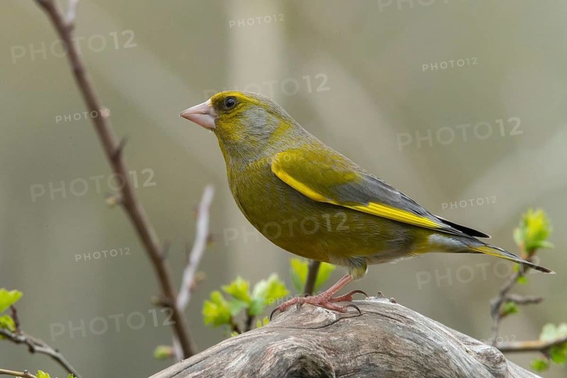 Carduelis chloris, chloris chloris, greenfinch, greenfinch, greenfinch, greenfinch, birds, passeri, songbirds, birds