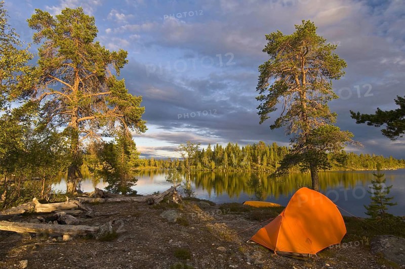 Tent under a pine tree, Rogen Nature Reserve, Härjedalen, Sweden