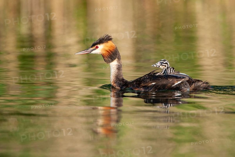 Great Crested Grebe (Podiceps cristatus), Lembruch, Lower Saxony, Germany