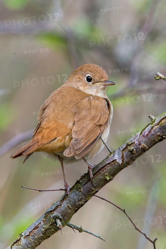 Luscinia megarhynchos, nightingale, birds, high size, portrait format, passeri, songbirds, songbirds, birds