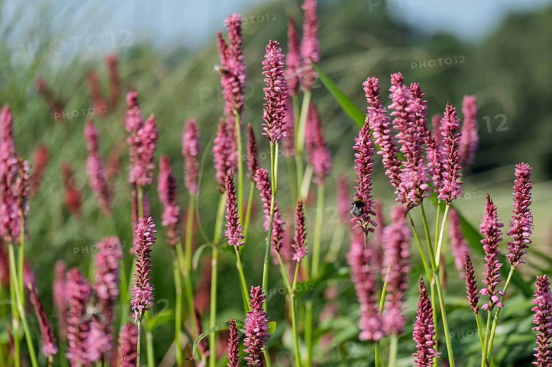Candle-leaved knotweed (Persicaria amplexicaulis) with a ground bumblebee, Netherlands