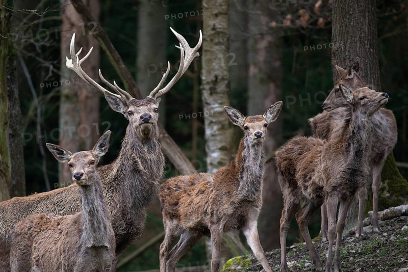 Artiodactyla, Cervus Elaphus, even-toed ungulate, cloven-hoofed, red deer, red deer, deer, mammals, mammals