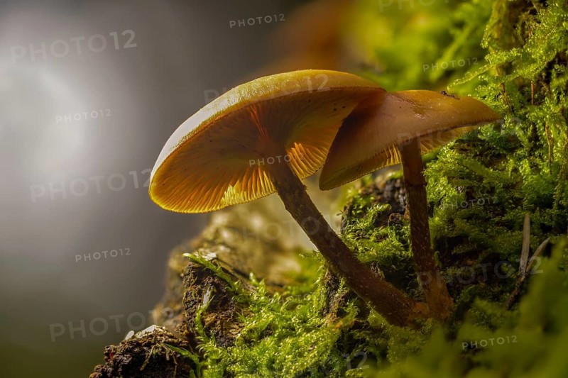 Real stick sponge, European stick sponge, Galerina mutabilis, common stick sponge, Kühneromyces mutabilis, Pholiota mutabilis, stick sponge, stick scrub, fungi, fungus, mushrooms, sheathed woodtuft