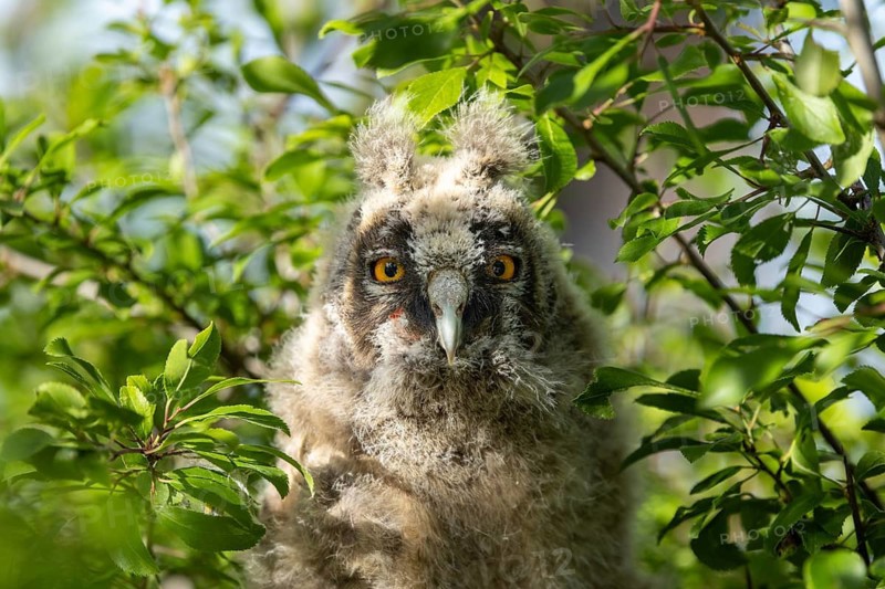 An owl chick peeks out curiously from among the green leaves, Long-eared Owl (Asio otus), a young bird sits hidden in a tree, Ästlinge, Mecklenburg-Western Pomerania, Rügen, Germany