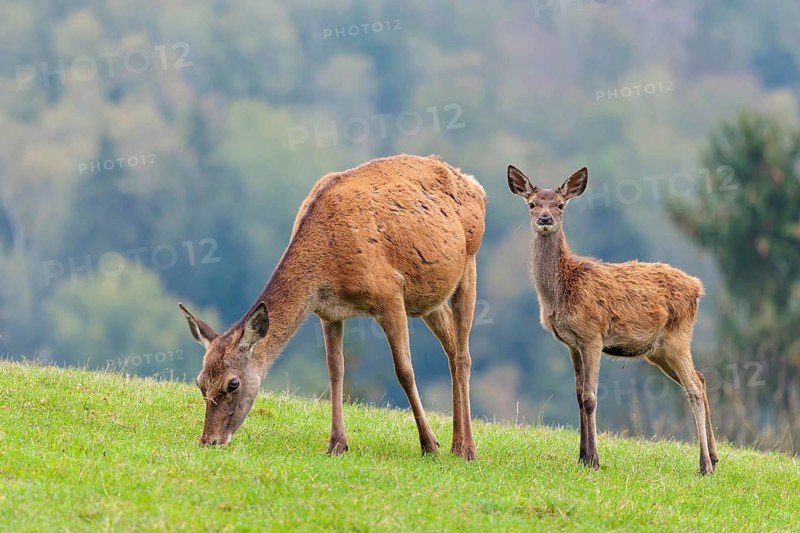 A female red deer (Cervus elaphus) and her calf are standing in a meadow in hilly terrain. A forest with autumn leaves can be seen in the background. Wisps of mist drift over the forest, Bavaria, Germany