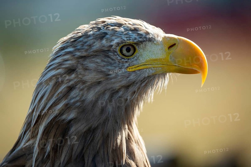 Accipitriformes, Haliaeetus albicilla, white-tailed eagle, eagles, eagles, raptors, birds of prey, raptors, birds