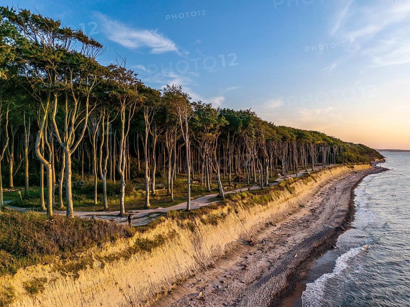 Ghost Forest at the Golden Hour, Nienhagen, GermanyDefault