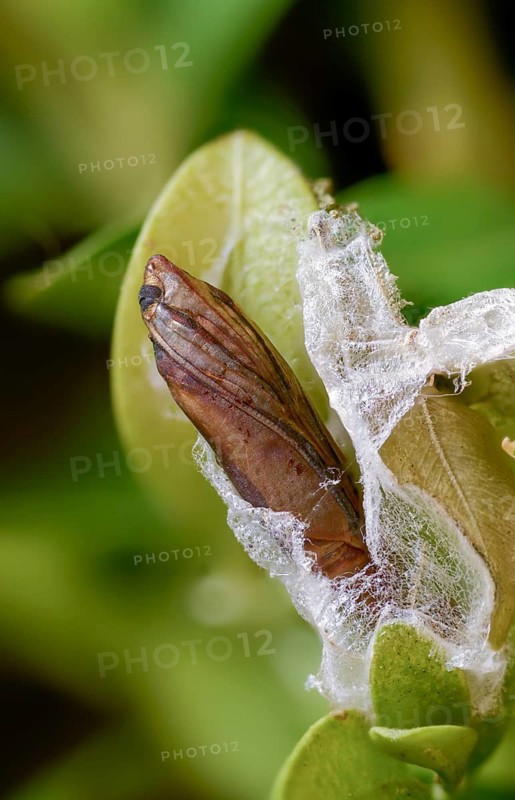 Box tree moth, boxwood moth, boxwood moth, cydalima perspectalis, moth, web, high size, portrait format, insects, moths, pupa, butterflies