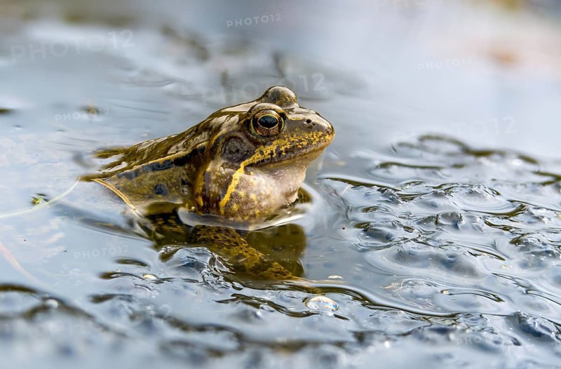 Common frog, common frog, rana temporaria, amphibians, amphibians, courtship, frog, frogs, spawn, amphibians