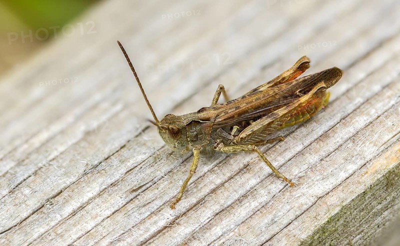 Acrididae, caelifera, field locusts, gomphocerinae, short-feeler, nightingale grasshopper, bow-winged grasshopper, chorthippus biguttulus, grasshopper, grasshoppers, insects, males, males