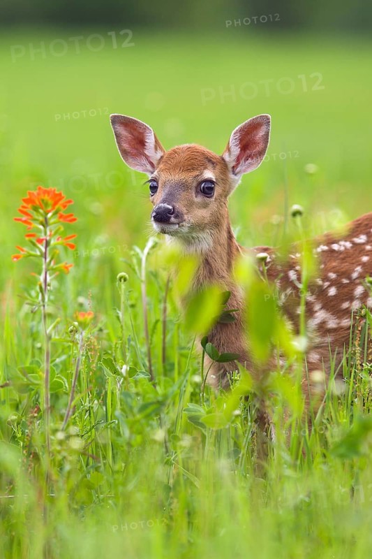 White-tailed deer (Odocoileus virginianus), Minnesota, USA. A fawn looks into the camera, surrounded by wildflowers and green grass