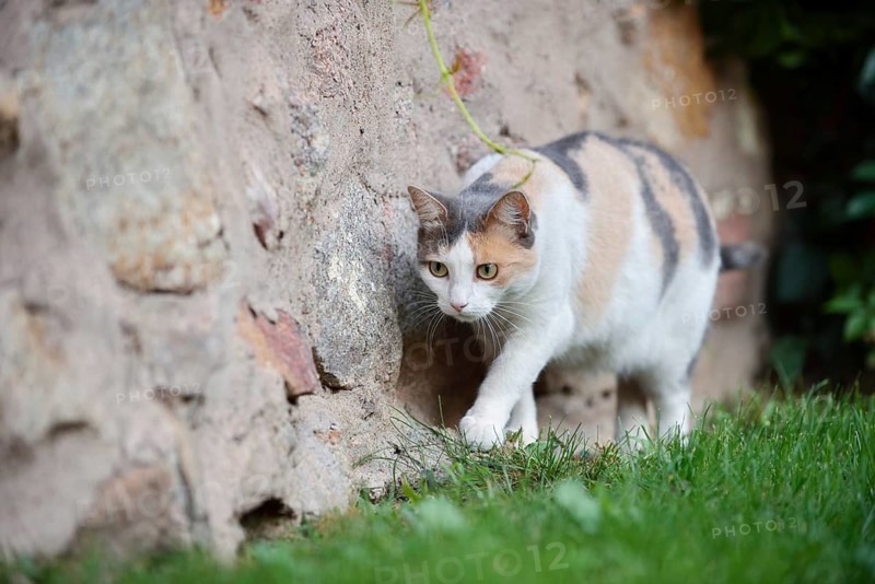 Domestic cat, tortoiseshell cat, North Rhine-Westphalia, Germany