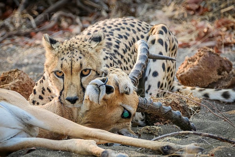 Cheetah, (Acinonyx jubatus), and her prey, Impala, Aepyceros melampus, Mashatu Game Reserve, Botswana