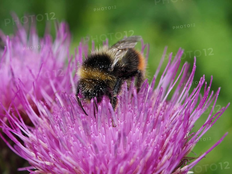 A meadow bumblebee (Bombus pratorum), covered in pollen, perches on a pink flower in a vibrant natural setting in Goms, Canton of Valais, Switzerland