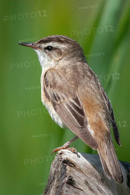 Acrocephalus Schoenobaenus, Sedge Warbler, Birds, High Size, Portrait, Passeri, Songbirds, Birds, Warblers