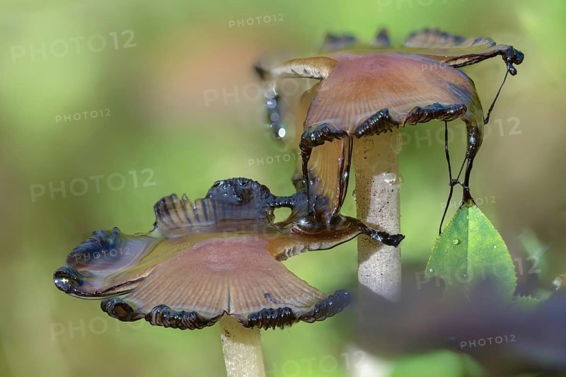 Coprinellus disseminatus, Coprinellus disseminatus agg, Coprinus disseminatus, sown tintling, fairy inkcap, fungi, fungi, tintling, trooping crumble cap, decay