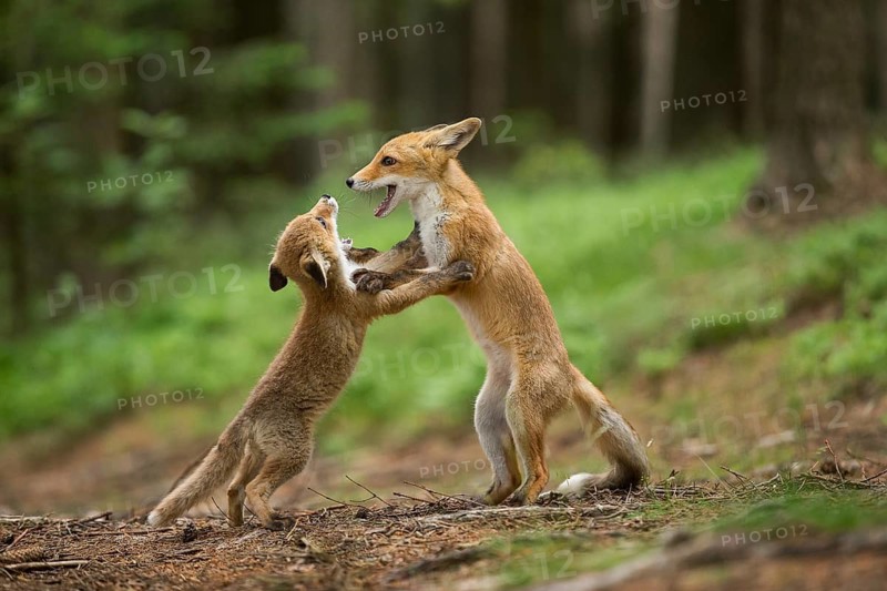 Two foxes playing, red fox (Vulpes vulpes)