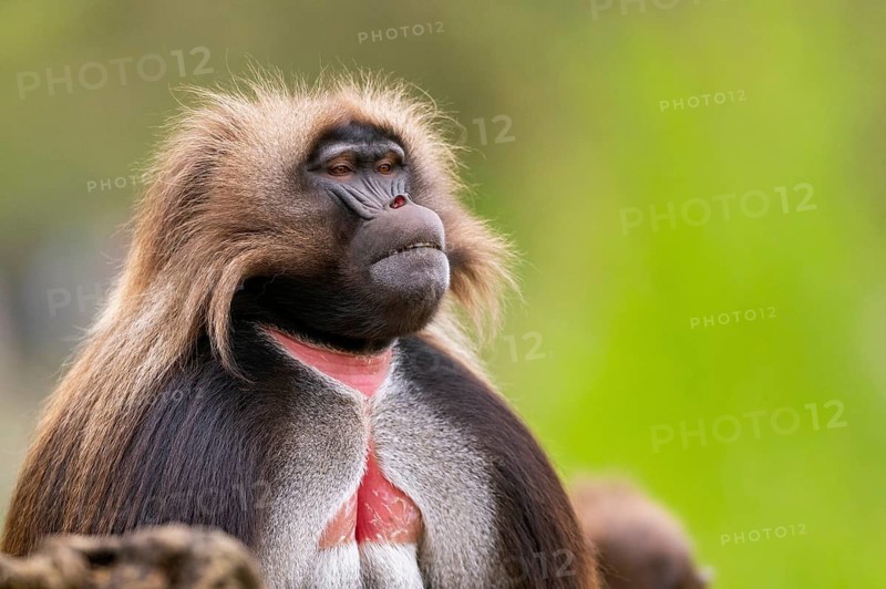 Gelada (Theropithecus gelada) male, portrait, captive, distribution africa