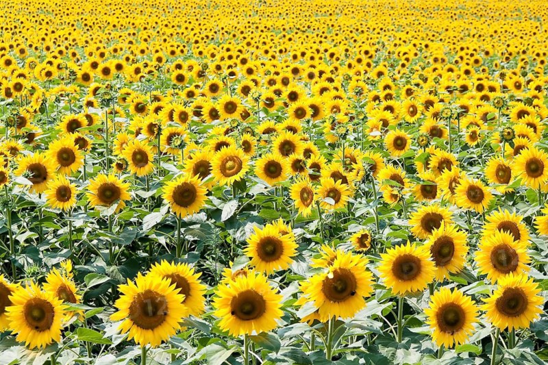 A blooming sunflower field, sunflowers, Austria