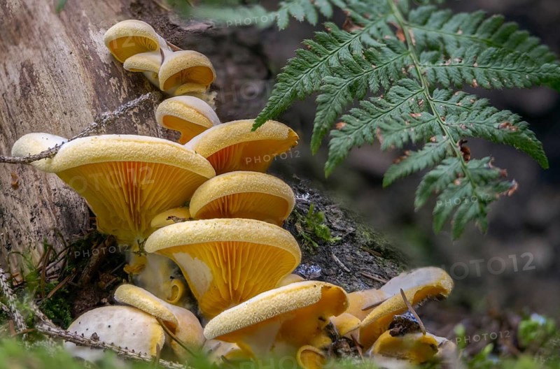 Claudopus nidulans, crepidotus jonquilla, orange sapling, panus nidulans, phyllotopsis nidulans, fungi, fungus, mock oyster, orange oyster, mushrooms