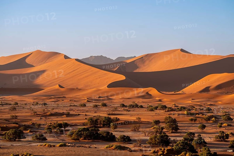 Barren vegetation between red-yellow Namib sand dunes, Namib Desert, Namib-Naukluft National Park, Namibia