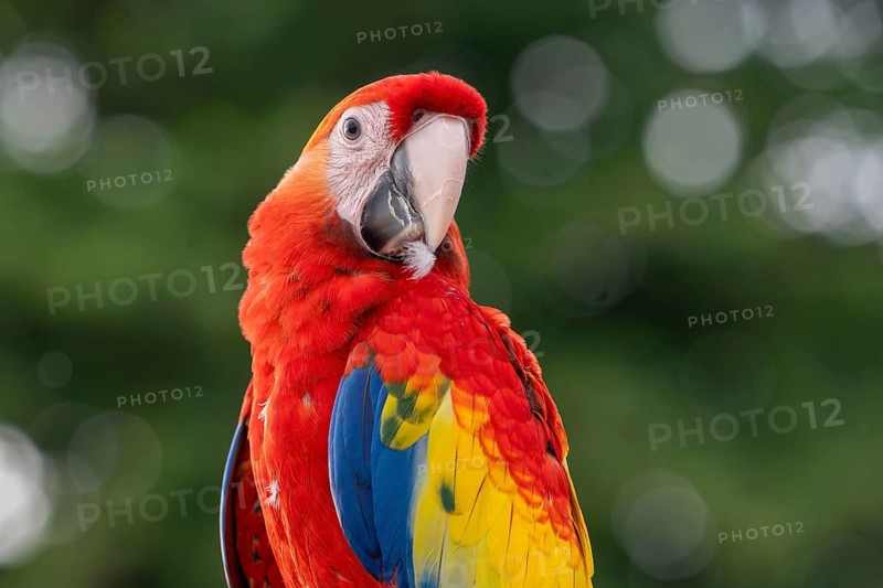 Scarlet Macaw (Ara macao), Jomtien, Thailand