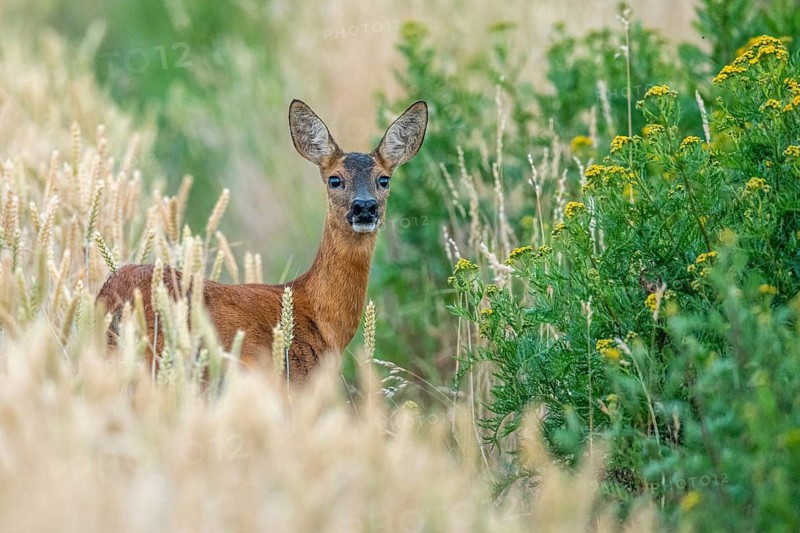 A female roe deer (Capreolus capreolus) in a wheat field, Vechta, Lower Saxony, Germany