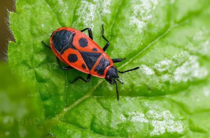 Firebug, common fire bug, heteroptera, Pyrrhocoris apterus, insects, bugs