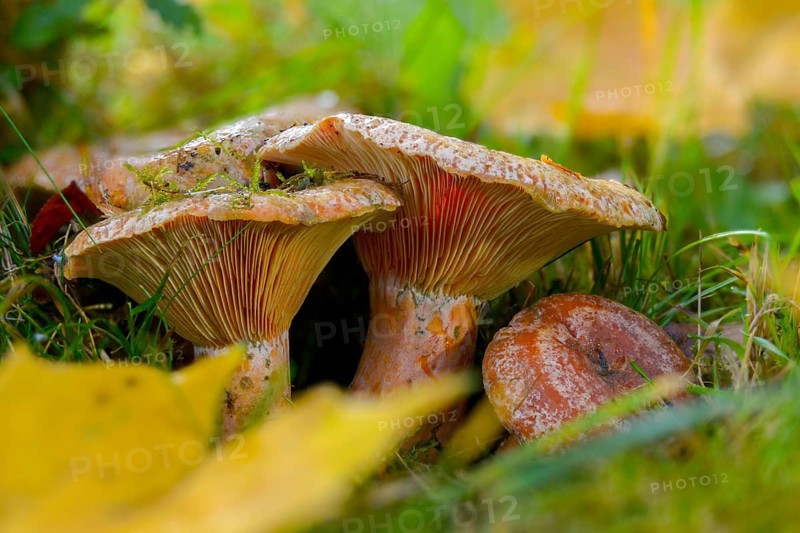 Real irritant, pine blood irritant, lactarius deliciosus, delicious milk cap, noble stimulant, fungi, mushrooms, red pine mushroom, saffron milk cap