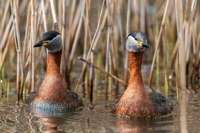 Podiceps grisegena, red-necked grebe, red-necked grebe, courtship behavior, birds, courtship display, grebe, podicipedidae, divers, birds, waterbirds, waterbirds