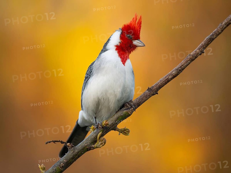 A red-crowned tanager (Paroaria coronata) perched on a branch, isolated against an orange background during the golden hour at sunset, an iconic image of bird photography, Buenos Aires, Argentina