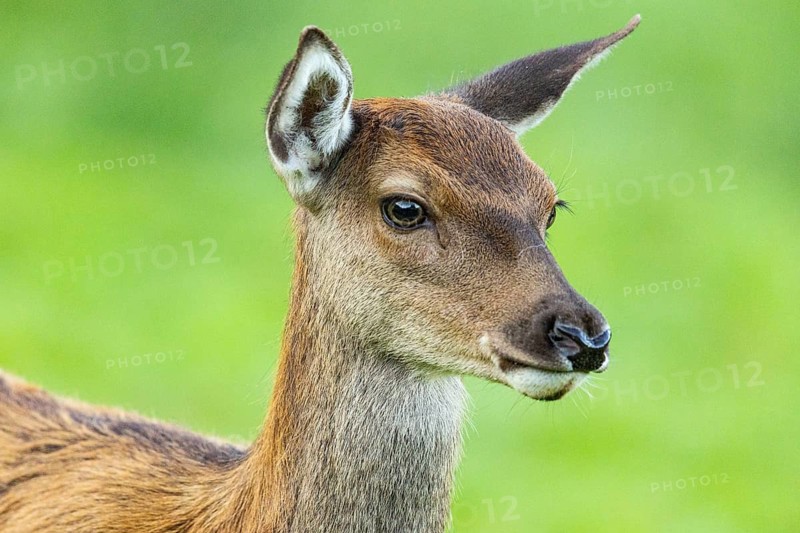 Red deer (Cervus elaphus) in captivity in Germany