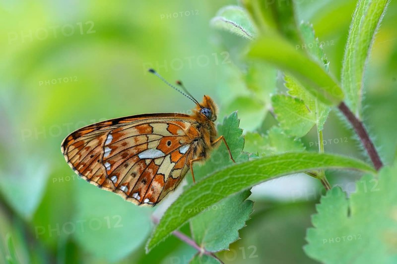 Boloria euphrosyne, clossiana euphrosyne, spring mother-of-pearl butterfly, pearl-bordered fritillary, silverspot pearl butterfly, butterfly, insects, butterfly, butterflies, butterflies, butterflies