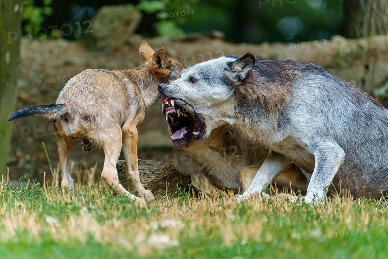 Timberwolf, wolf, American wolf (Canis lupus lycaon), Germany: a wolf and its pups engaged in a dynamic interaction in their natural forest habitat