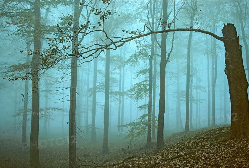 Germany, Greiz, Greiz-Werdauer-Wald, Thuringia, Atmosphere, Autumn, Beech Forest, Haze, Autumn, Landscape, Deciduous Forest, Fog, Atmosphere, Vogtland, Forest, Wood