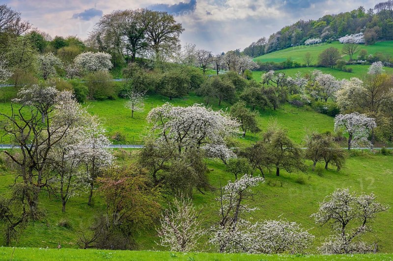 Blooming cherry trees in Rühler Switzerland, Golmbach, Lower Saxony, Germany