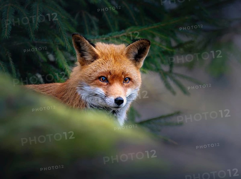 Red fox (Vulpes vulpes), Zurich, Switzerland