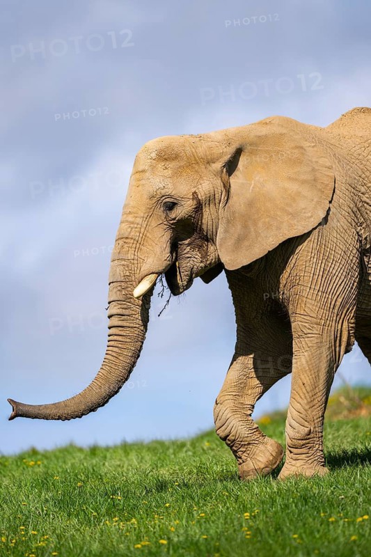 African bush elephant (Loxodonta africana) on a meadow, captive, distribution Afrika