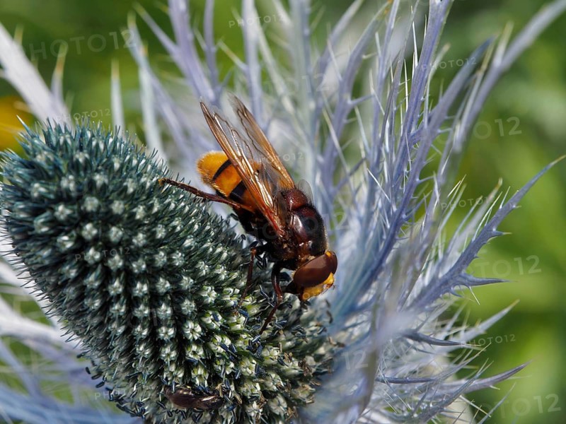 Close-up of a yellow-brown hornet fly (Volucella zonaria) on a thistle, Goms, Canton of Valais, Switzerland