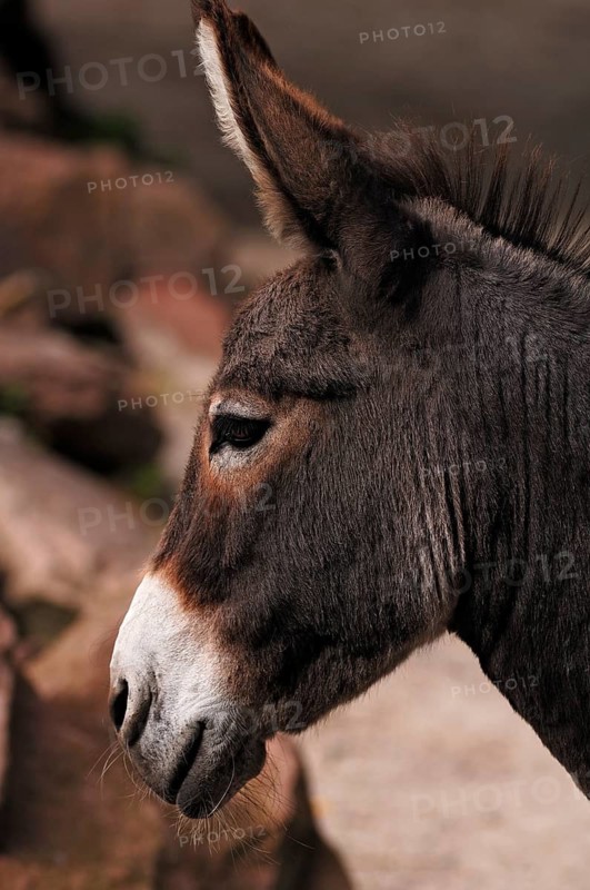 Domestic donkey (Equus asinus asinus) at Nuremberg Zoo, Nuremberg, Middle Franconia, Bavaria, Germany