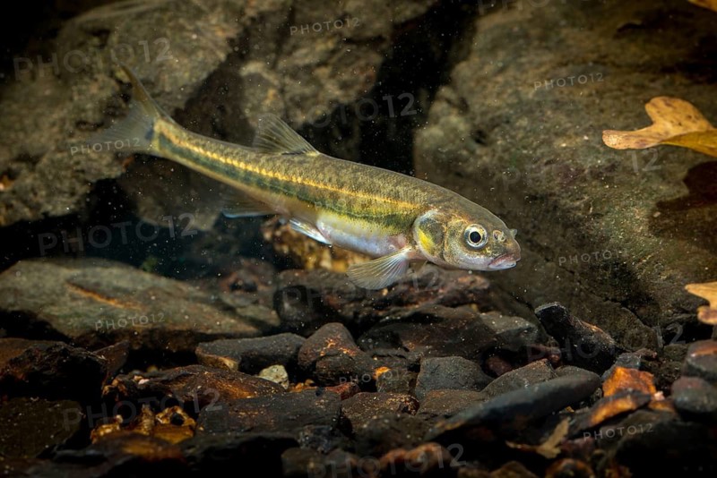 Bitterfish, minnow, Eurasian minnow, minnow, prille, phoxinus phoxinus, common minnow, fish, fishes, rivers, pisces